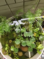 A collection of various aquatic plants with round leaves and feathery foliage is arranged in a bowl or small water garden. The leaves are mostly green with different shapes, and the setup includes a mix of textures from smooth lily pads to spiky, delicate stems. The container is set against a tiled backdrop, and there are stones placed among the plants.