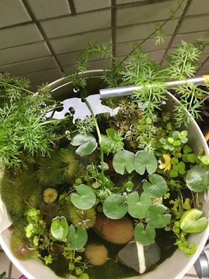 A collection of various aquatic plants with round leaves and feathery foliage is arranged in a bowl or small water garden. The leaves are mostly green with different shapes, and the setup includes a mix of textures from smooth lily pads to spiky, delicate stems. The container is set against a tiled backdrop, and there are stones placed among the plants.