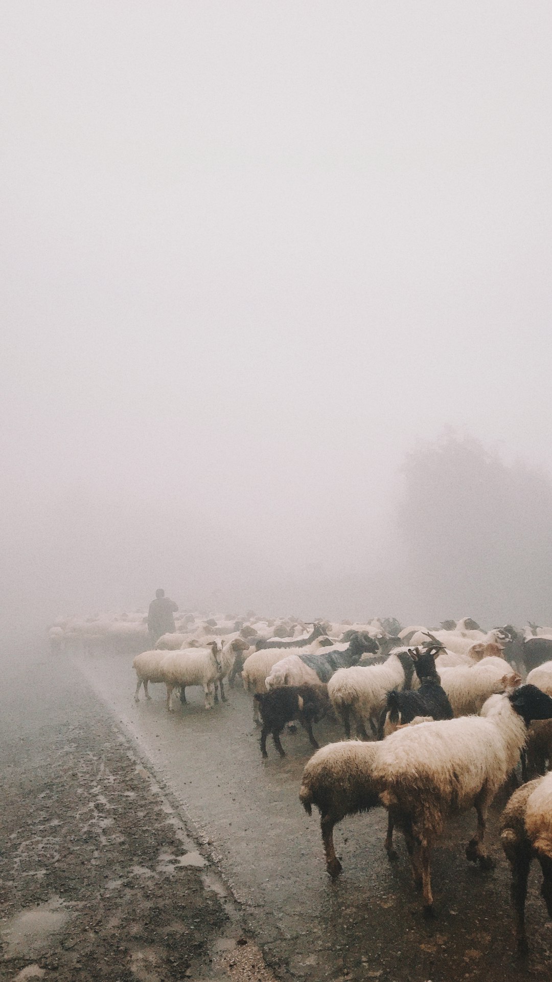herd of sheep on field