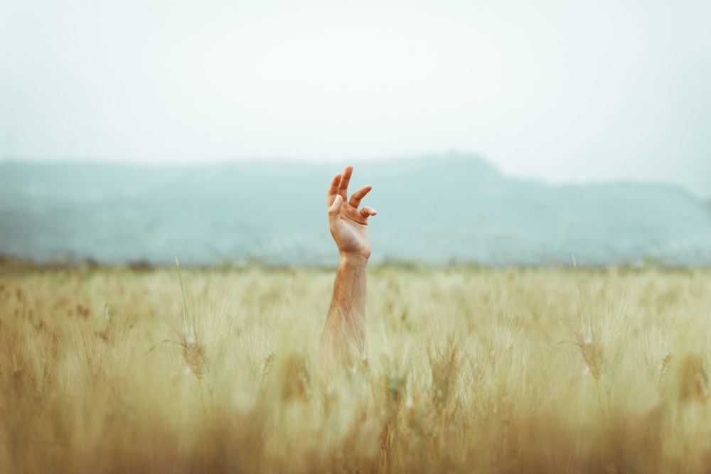 person in brown long sleeve shirt raising both hands