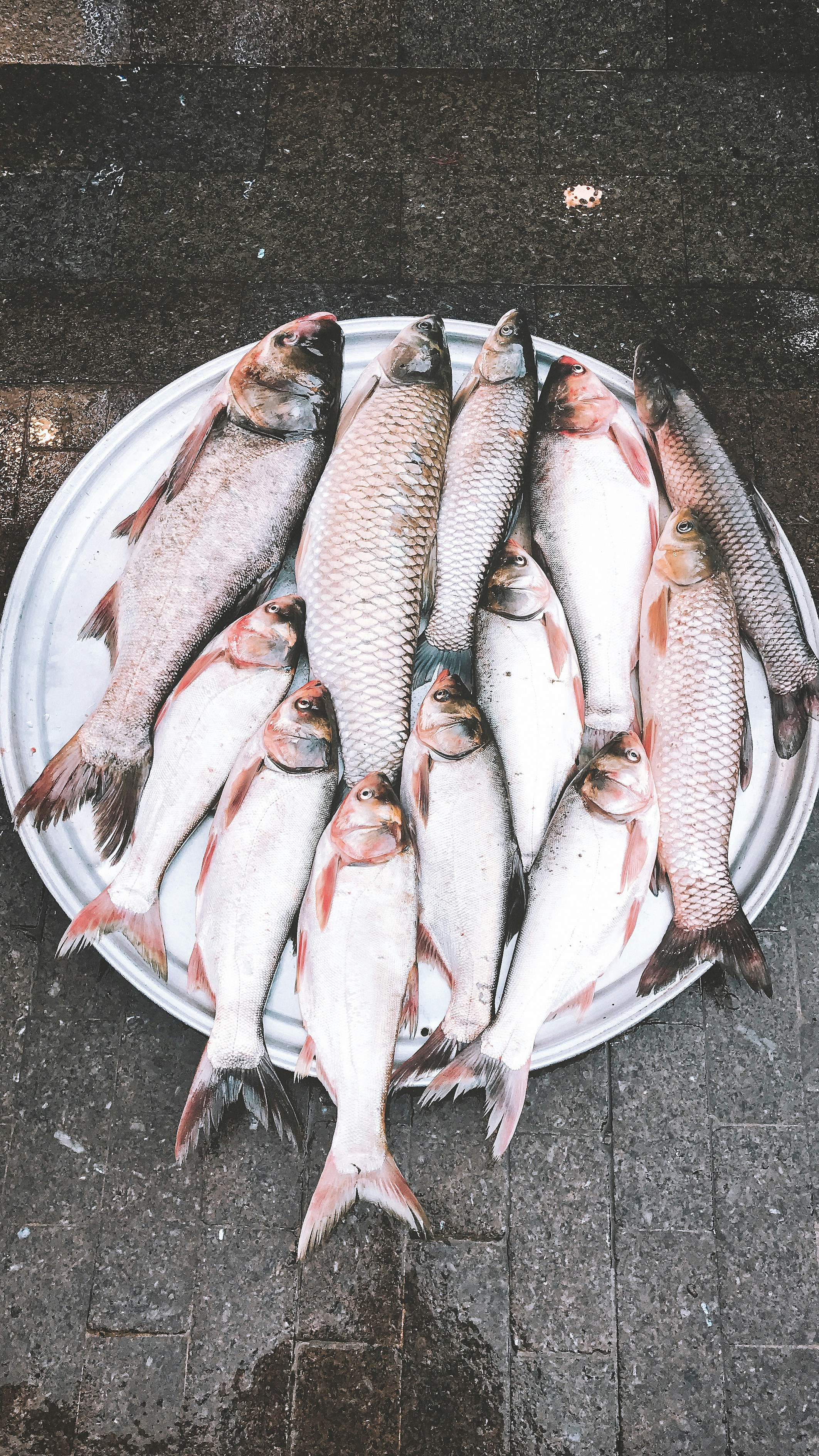 Ikan abu-abu dalam ember plastik putih