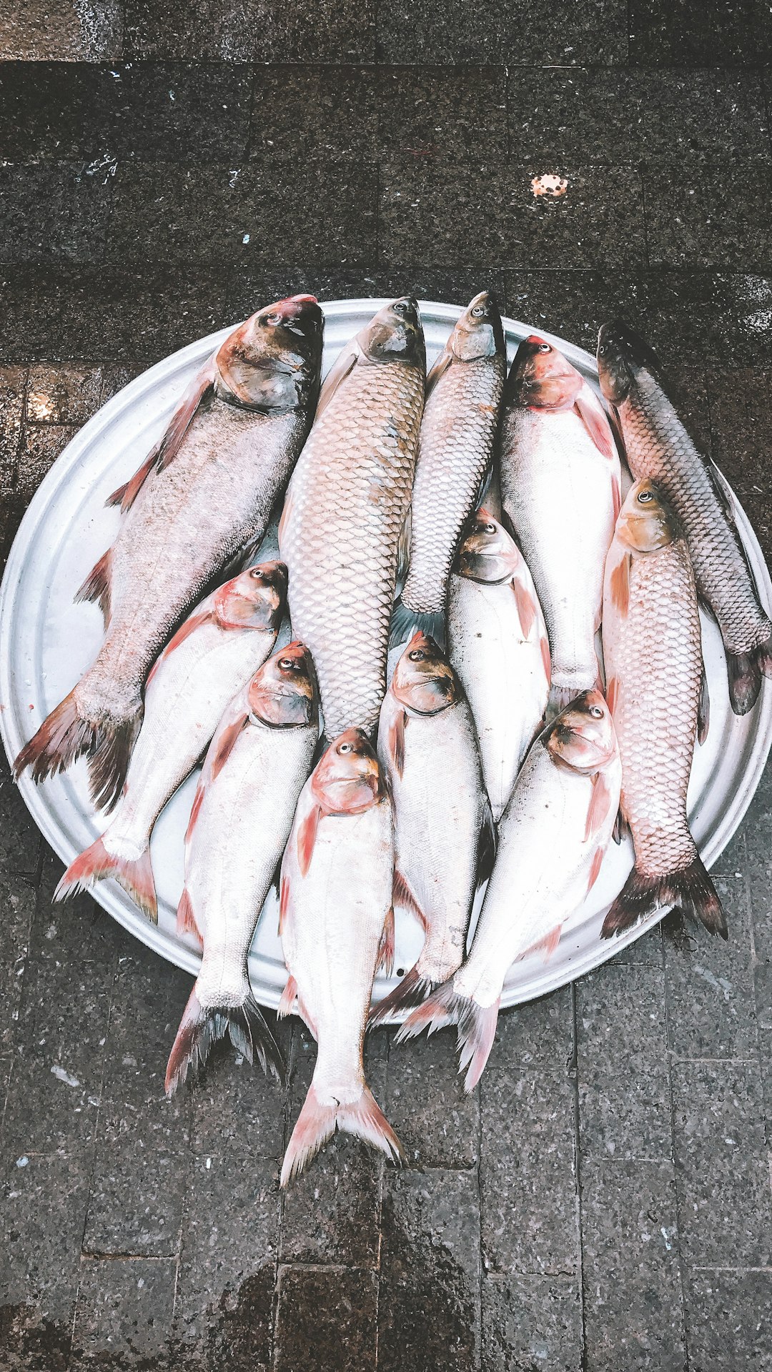 gray fish in white plastic bucket