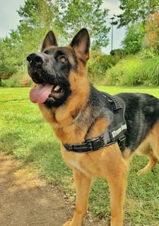 A German Shepherd dog with a sturdy build stands on a grassy area, wearing a harness labeled 'Xtreme Dog.' Its ears are perked up, and its mouth is open, showing a pink tongue. The background features green trees and bushes, giving a sense of being in a park or garden.