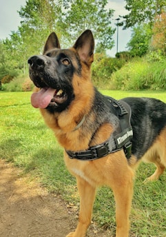A German Shepherd dog with a sturdy build stands on a grassy area, wearing a harness labeled 'Xtreme Dog.' Its ears are perked up, and its mouth is open, showing a pink tongue. The background features green trees and bushes, giving a sense of being in a park or garden.