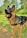 A German Shepherd dog with a sturdy build stands on a grassy area, wearing a harness labeled 'Xtreme Dog.' Its ears are perked up, and its mouth is open, showing a pink tongue. The background features green trees and bushes, giving a sense of being in a park or garden.