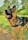 A German Shepherd dog with a sturdy build stands on a grassy area, wearing a harness labeled 'Xtreme Dog.' Its ears are perked up, and its mouth is open, showing a pink tongue. The background features green trees and bushes, giving a sense of being in a park or garden.