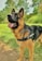 A German Shepherd dog with a sturdy build stands on a grassy area, wearing a harness labeled 'Xtreme Dog.' Its ears are perked up, and its mouth is open, showing a pink tongue. The background features green trees and bushes, giving a sense of being in a park or garden.