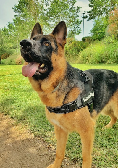 A German Shepherd dog with a sturdy build stands on a grassy area, wearing a harness labeled 'Xtreme Dog.' Its ears are perked up, and its mouth is open, showing a pink tongue. The background features green trees and bushes, giving a sense of being in a park or garden.