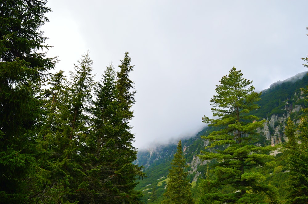 green trees on mountain under white sky during daytime