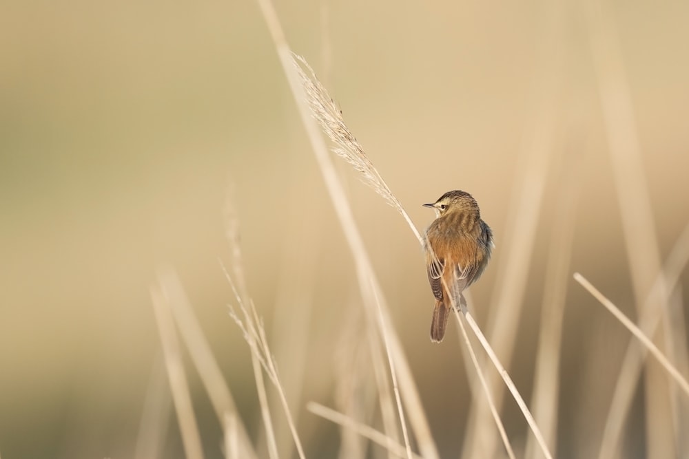 Pájaro marrón en trigo moreno durante el día