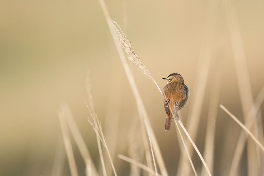 brown bird on brown wheat during daytime