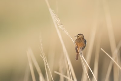 brown bird on brown wheat during daytime