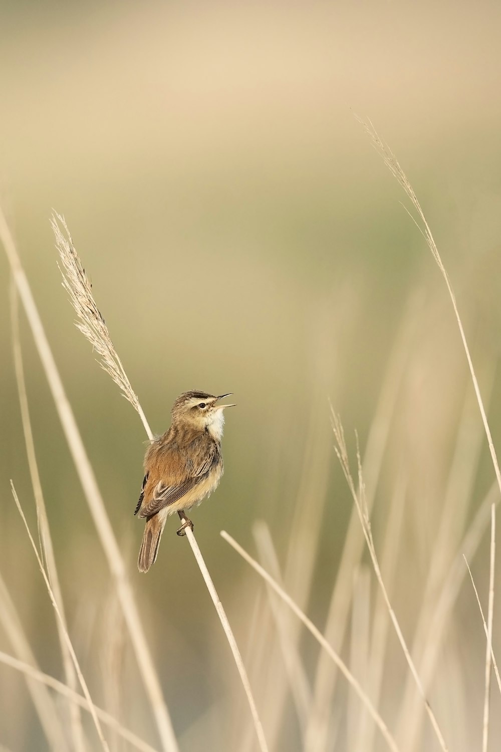 brown and white bird on brown grass during daytime