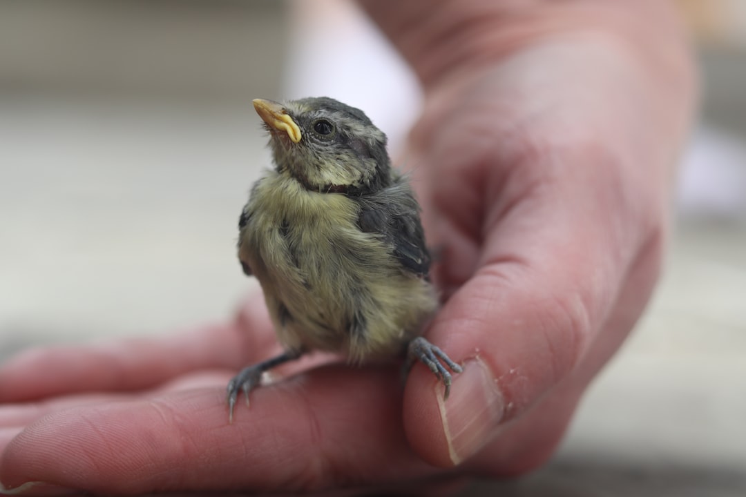 person holding gray and yellow bird