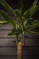 Close-up of dracaena trifasciata leaves with morning dew in a modern patio setting.