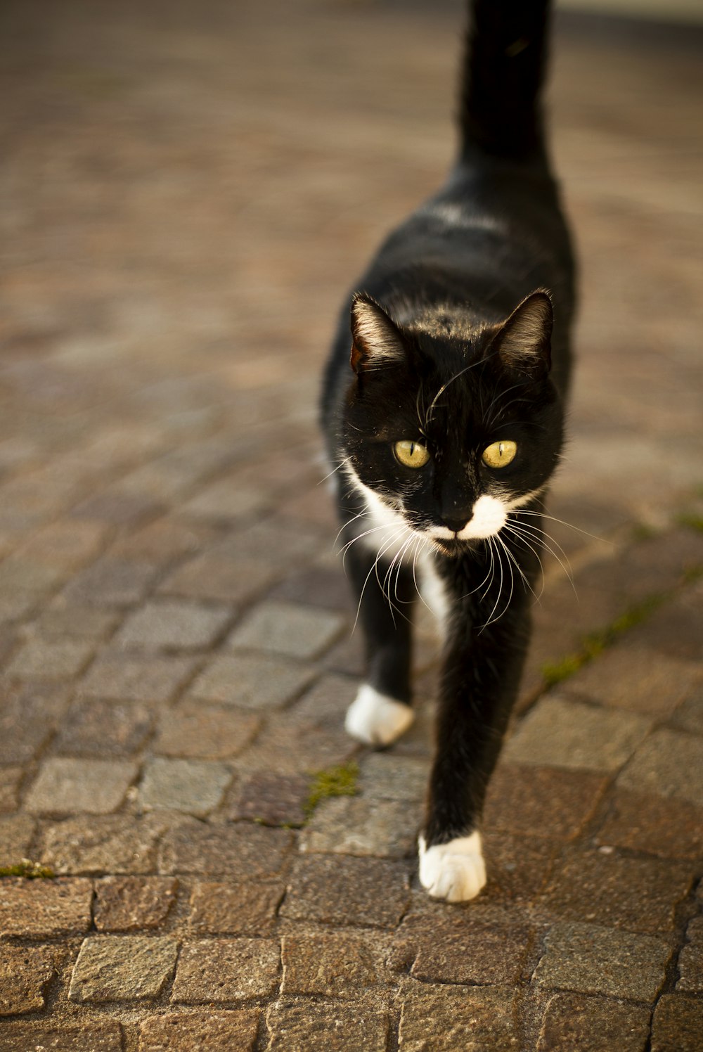 tuxedo cat on brick floor