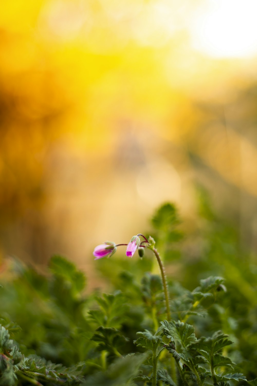 purple flower in tilt shift lens