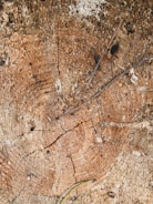 A close-up of a tree stump being ground down.