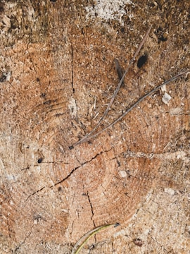 A close-up of a tree stump being ground down.
