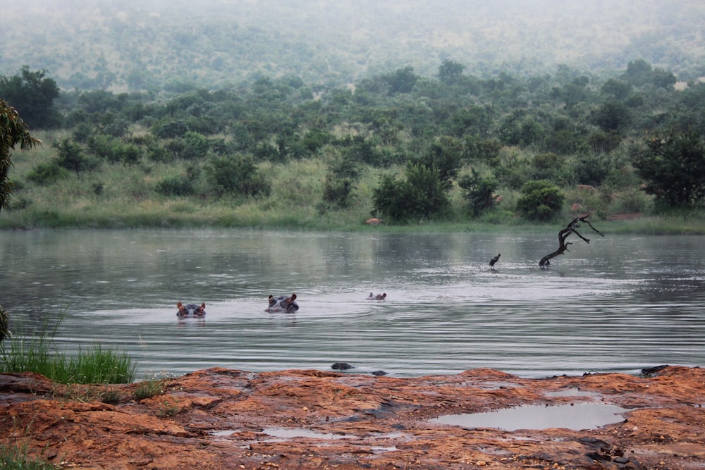 flock of birds on river during daytime