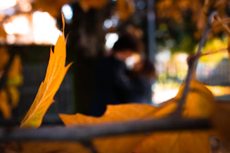 A warm, softly lit photo of a couple holding hands under a canopy of autumn leaves in pastel orange and yellow tones.