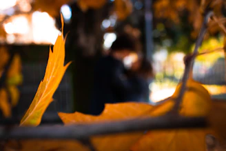 A warm, intimate photo of Cristina and Edison holding hands surrounded by autumn leaves with soft golden light.
