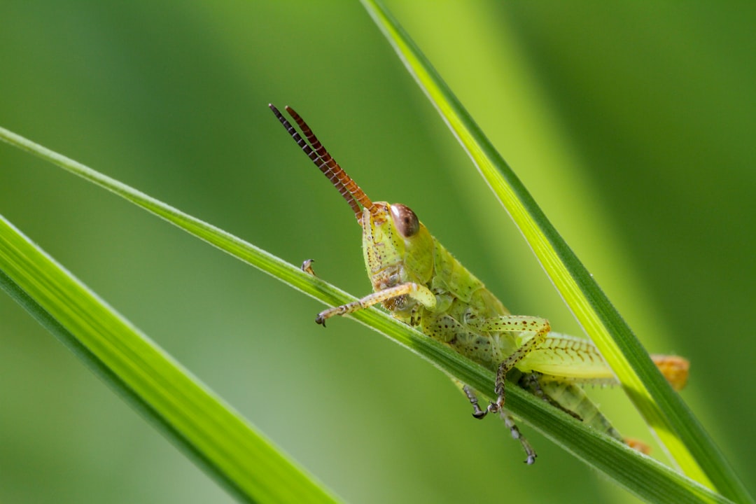 green grasshopper perched on green leaf in close up photography during daytime