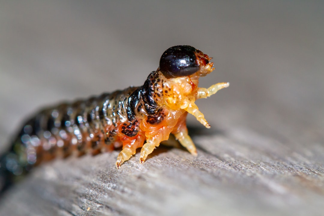 yellow and black caterpillar on gray surface