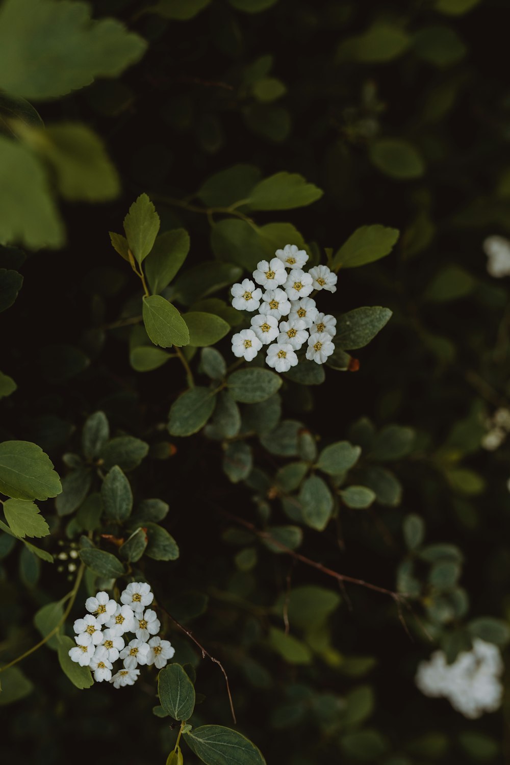 white flower in tilt shift lens