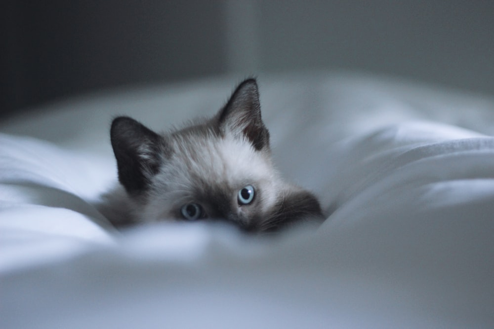 white and black cat on white textile