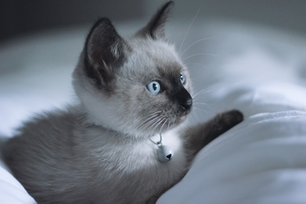 white and black short fur cat