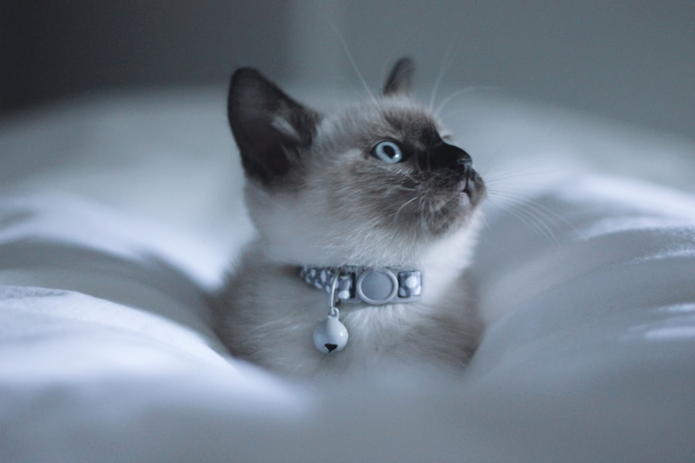 white and brown cat with blue collar