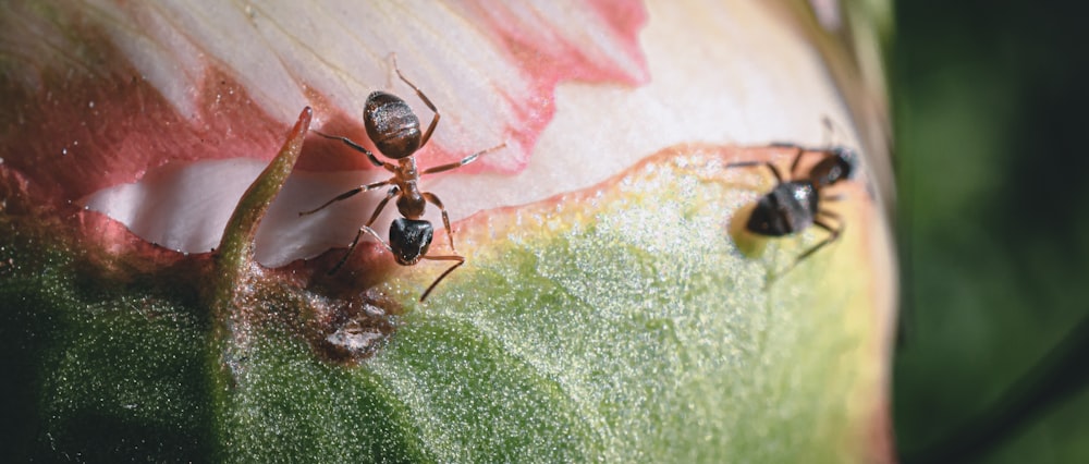 black ant on green leaf