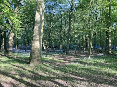 Sunshine filtering through tall trees, casting blue shadows on the forest floor.