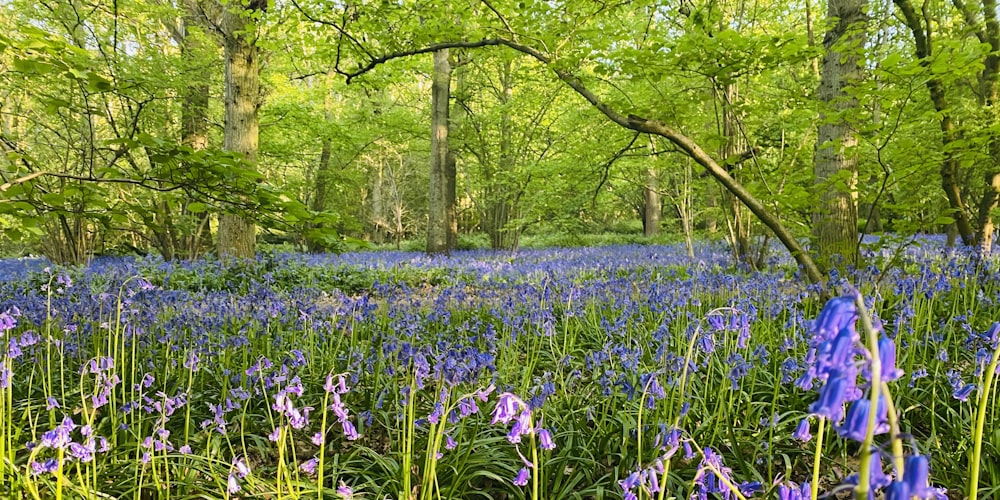 purple flower field during daytime