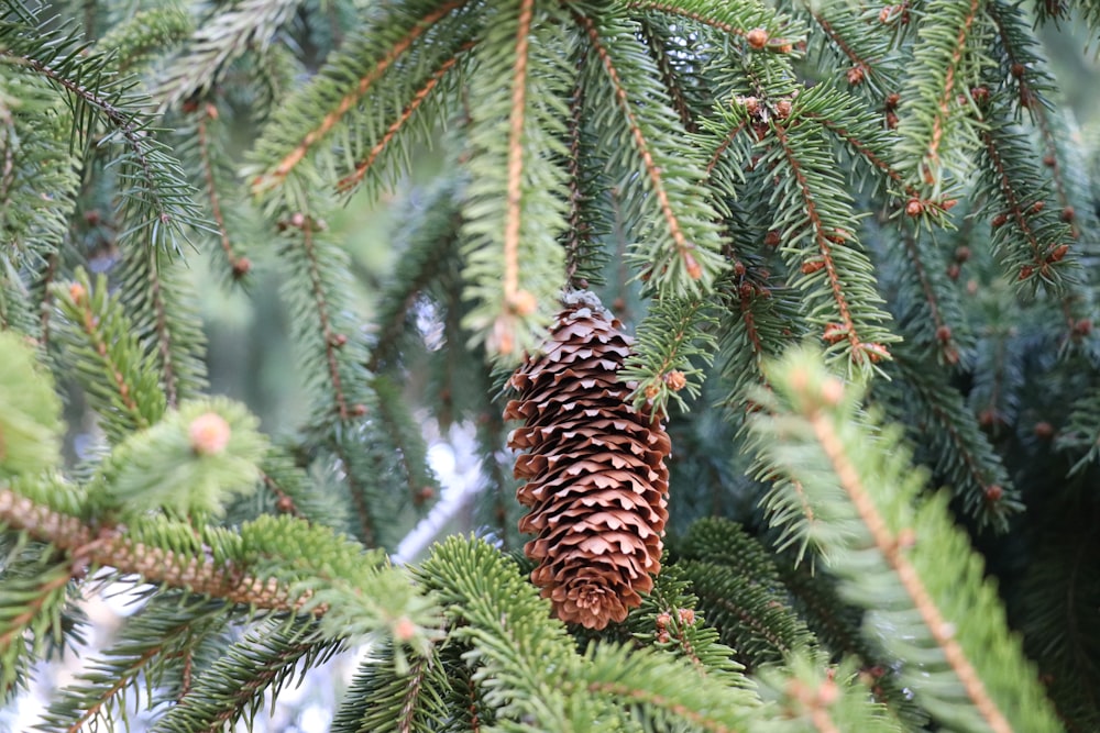 brown pine cone on green tree