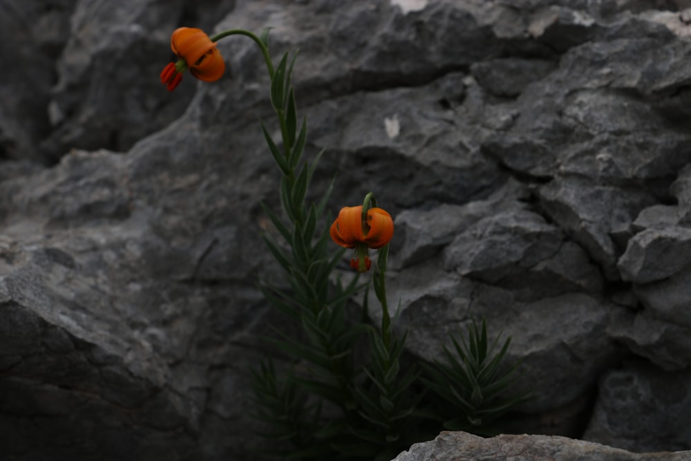 orange flower on gray rock