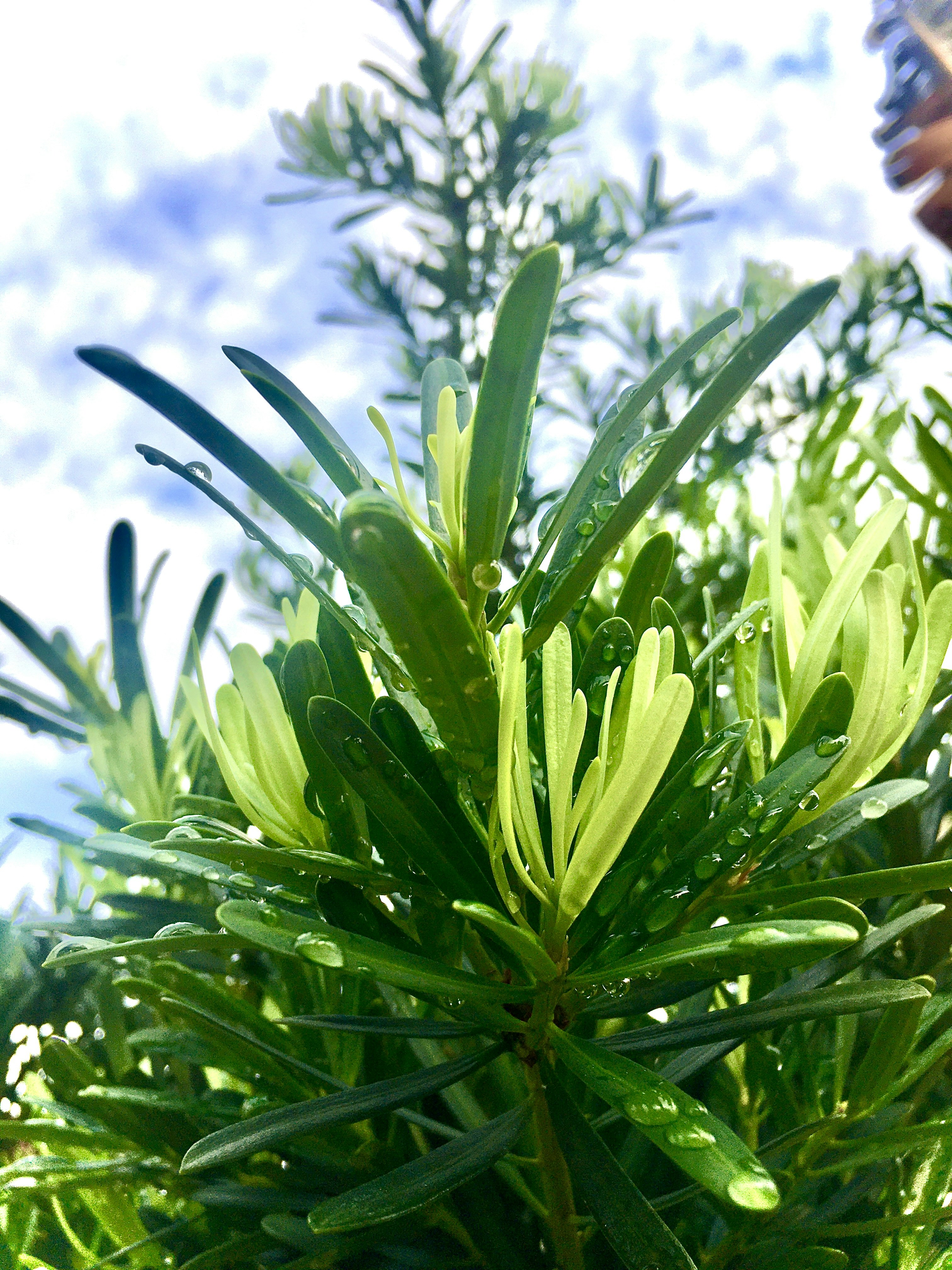 green plant under blue sky during daytime