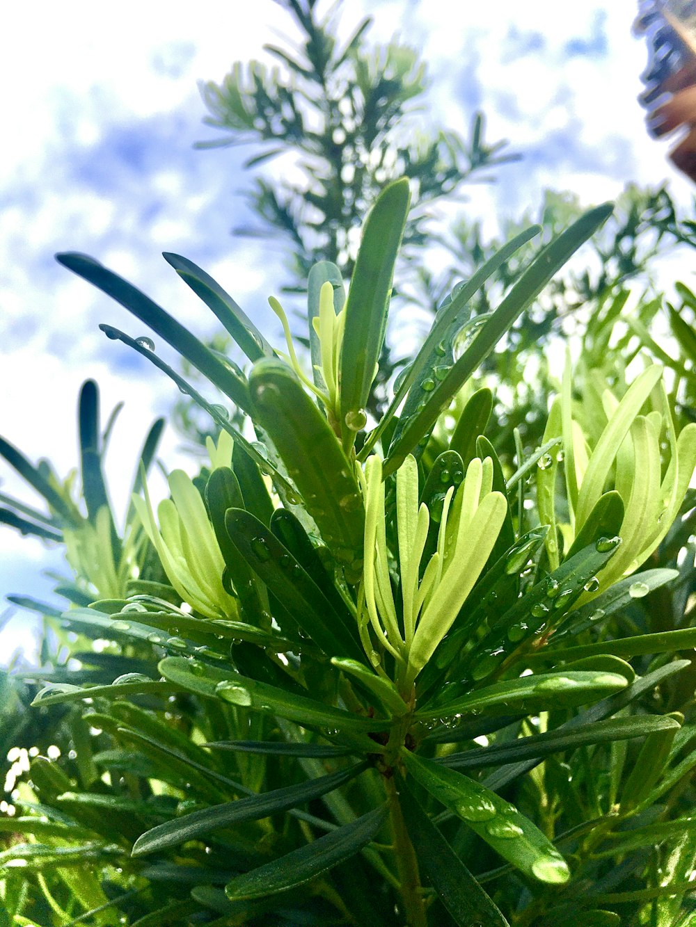 green plant under blue sky during daytime