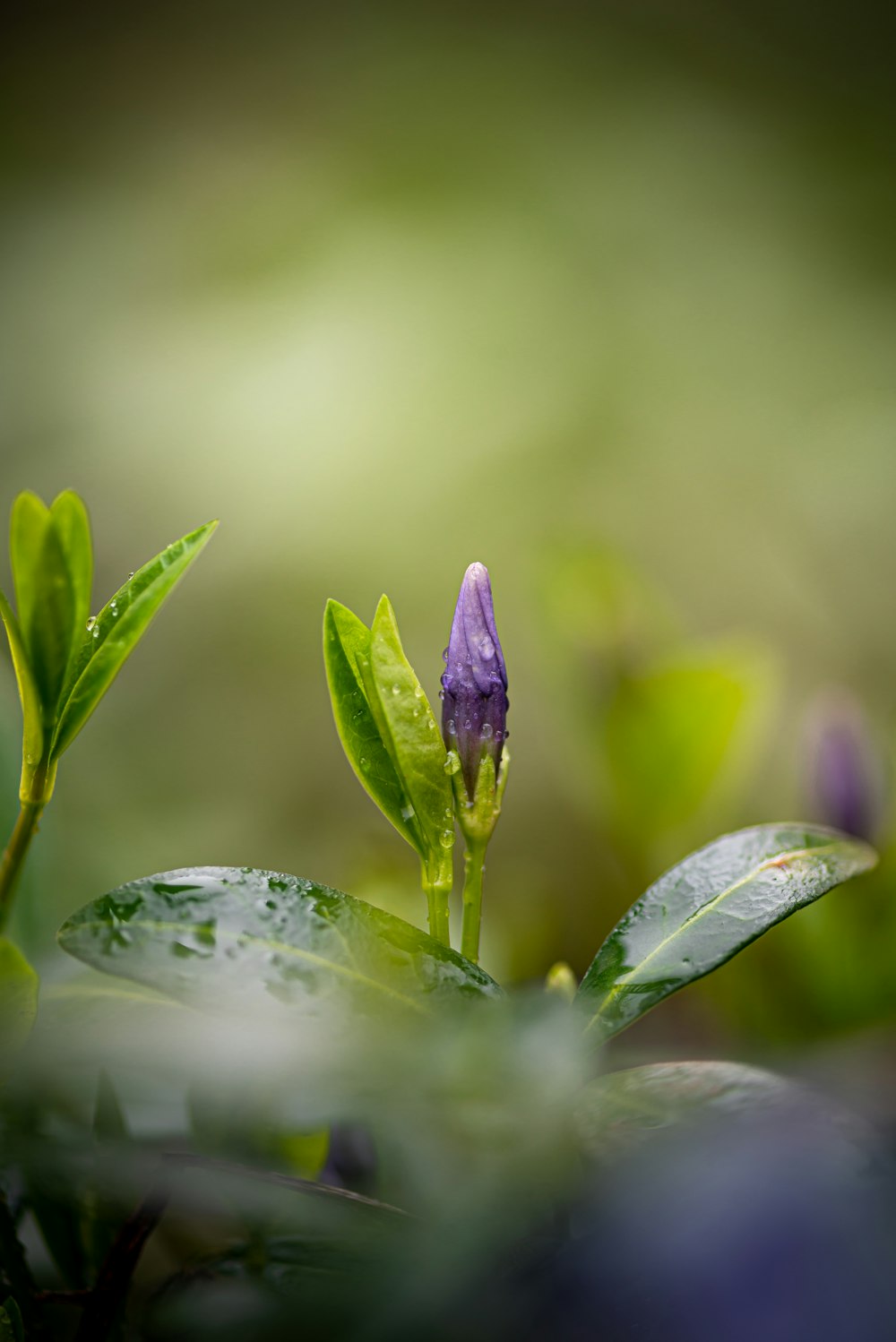 purple flower with water droplets