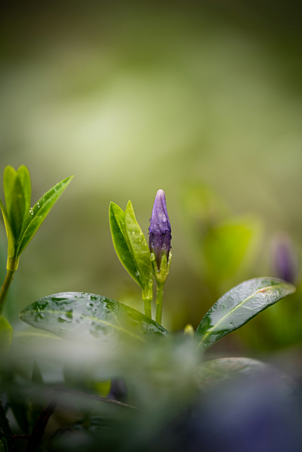 fiore viola con gocce d'acqua