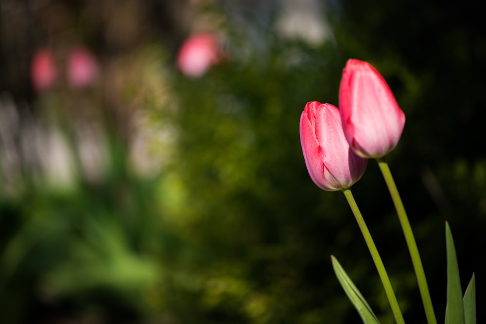 tulipa rosa em flor durante o dia