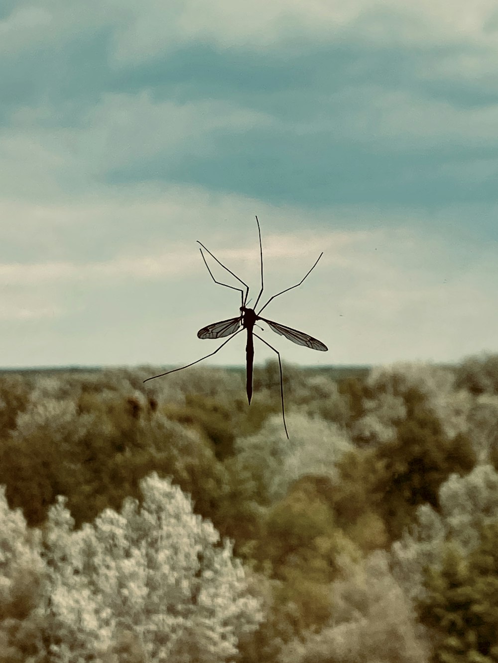 libellula bianca e nera appollaiata su fiore bianco durante il giorno