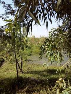 A lush, green landscape with tall grasses and leafy trees. The ground is a mix of grassy patches and small water bodies reflecting the foliage. Sunlight streams through the leaves, creating a serene and natural environment.
