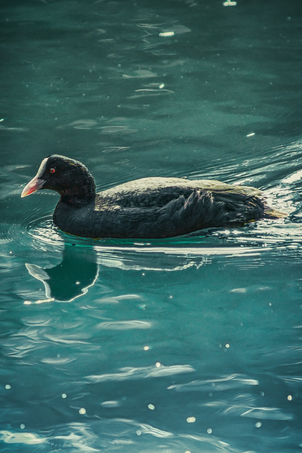 Schwarze Ente tagsüber auf dem Wasser