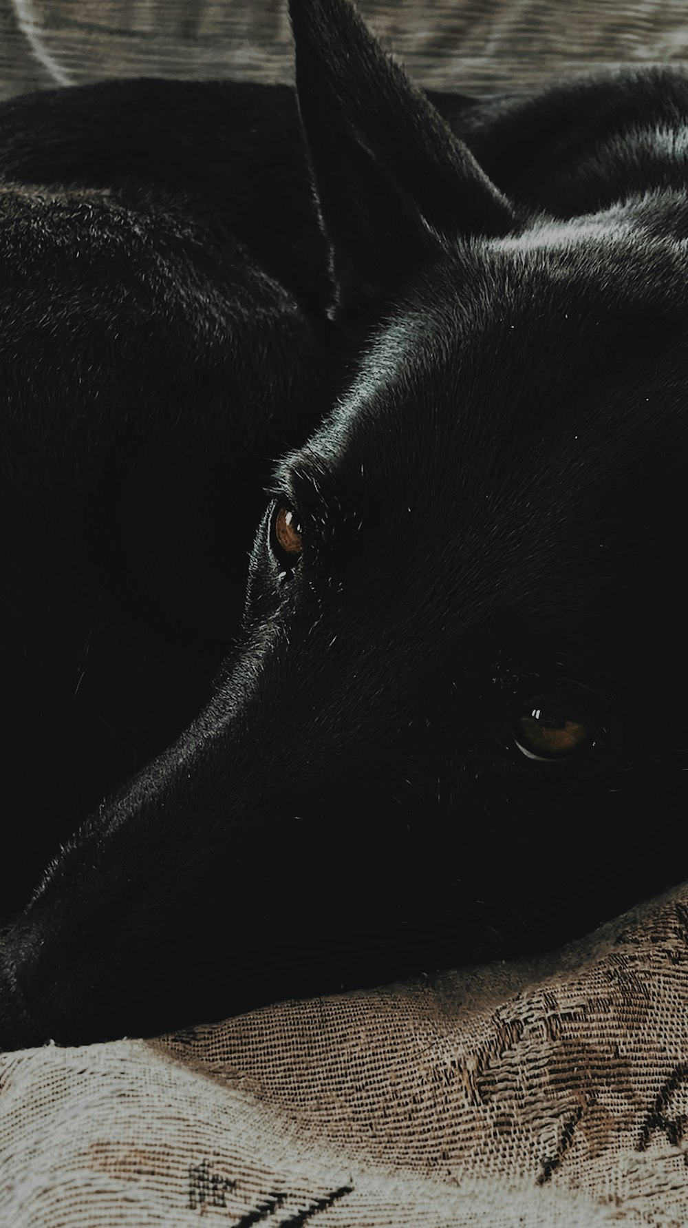 black short coat large dog