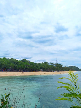 green trees on seashore under white clouds during daytime