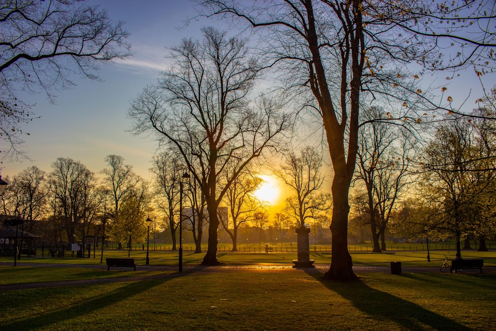 silhouette of trees during sunset