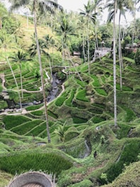 green trees and plants during daytime