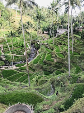 green trees and plants during daytime